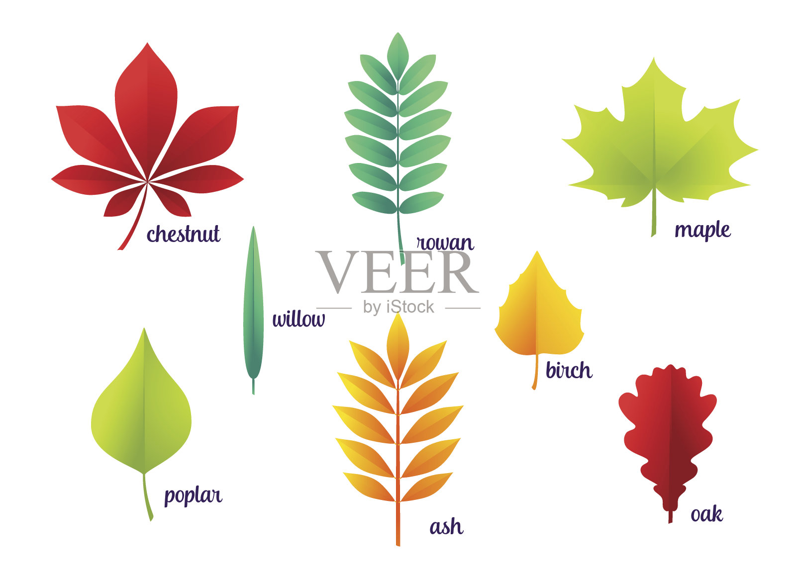矢量插图的秋天的叶子设计元素图片