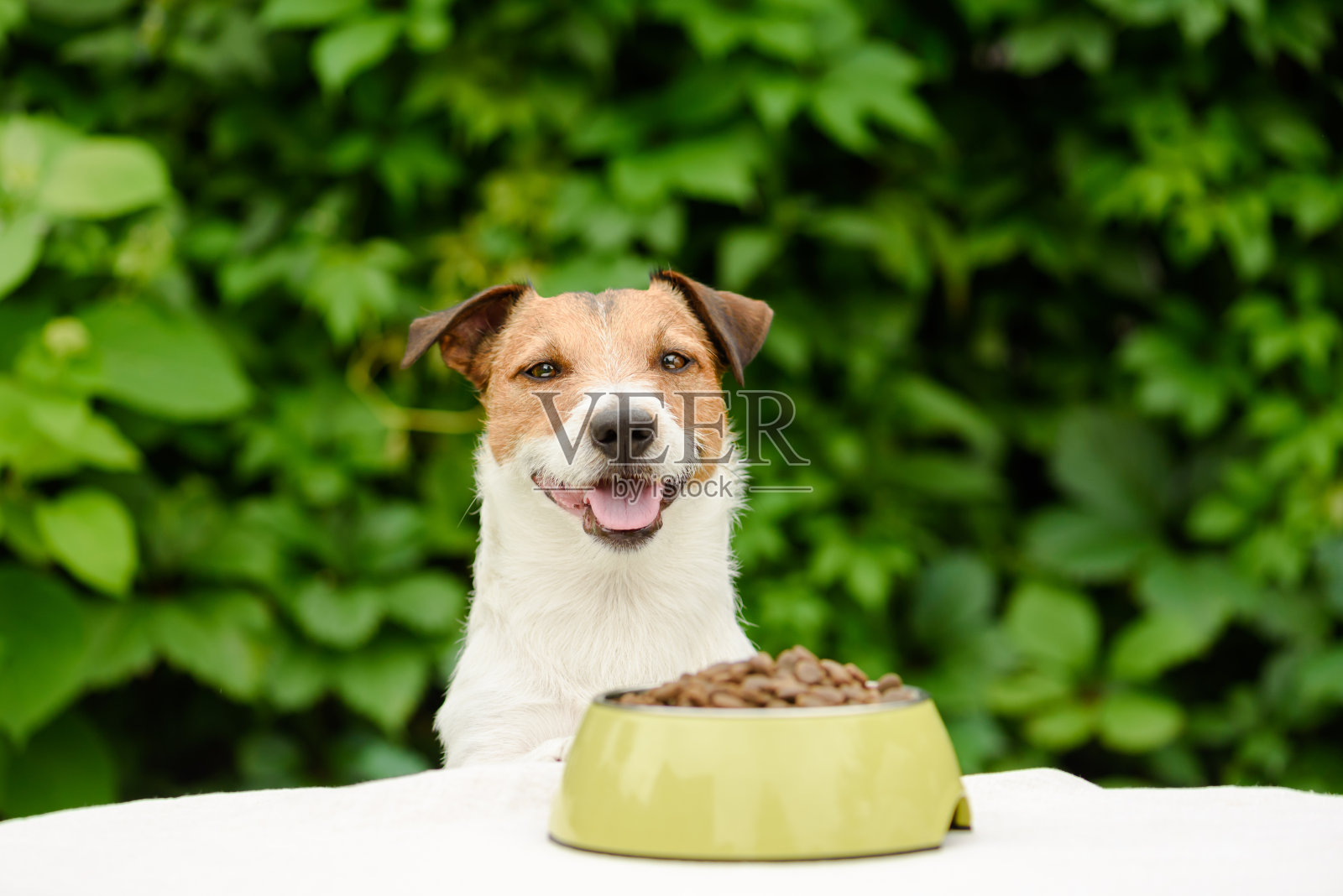 狗在桌子后面，碗里装满了干粮照片摄影图片