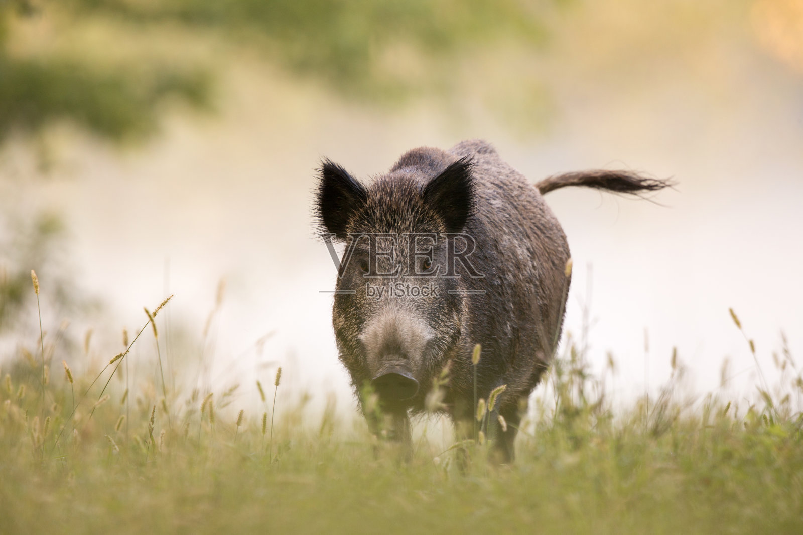 雾中的野猪照片摄影图片