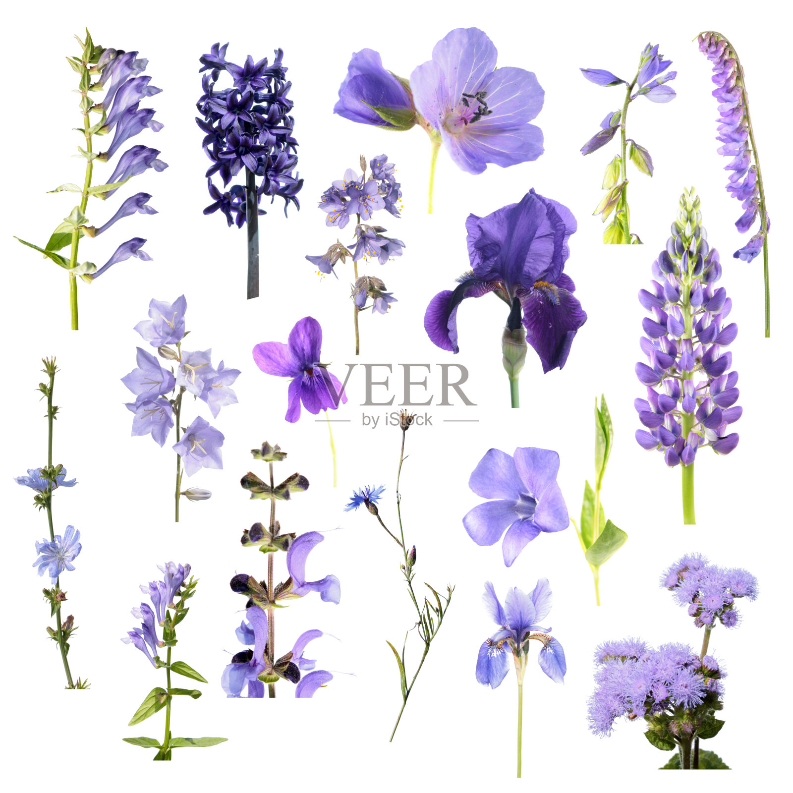 一组不同的蓝色花孤立在白色的背景。蓝色、紫色和紫色的花照片摄影图片