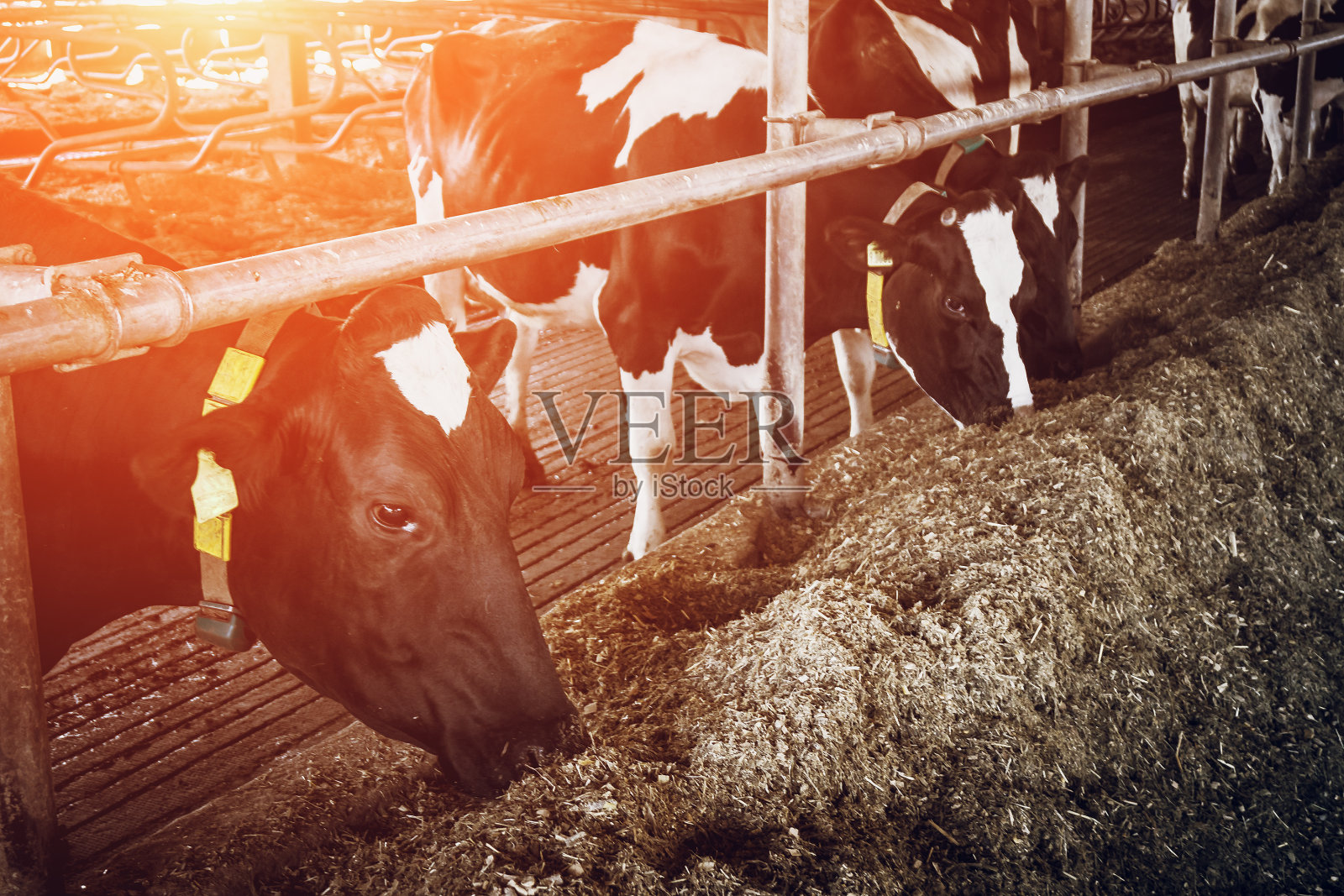 在自由畜栏饲养奶牛照片摄影图片