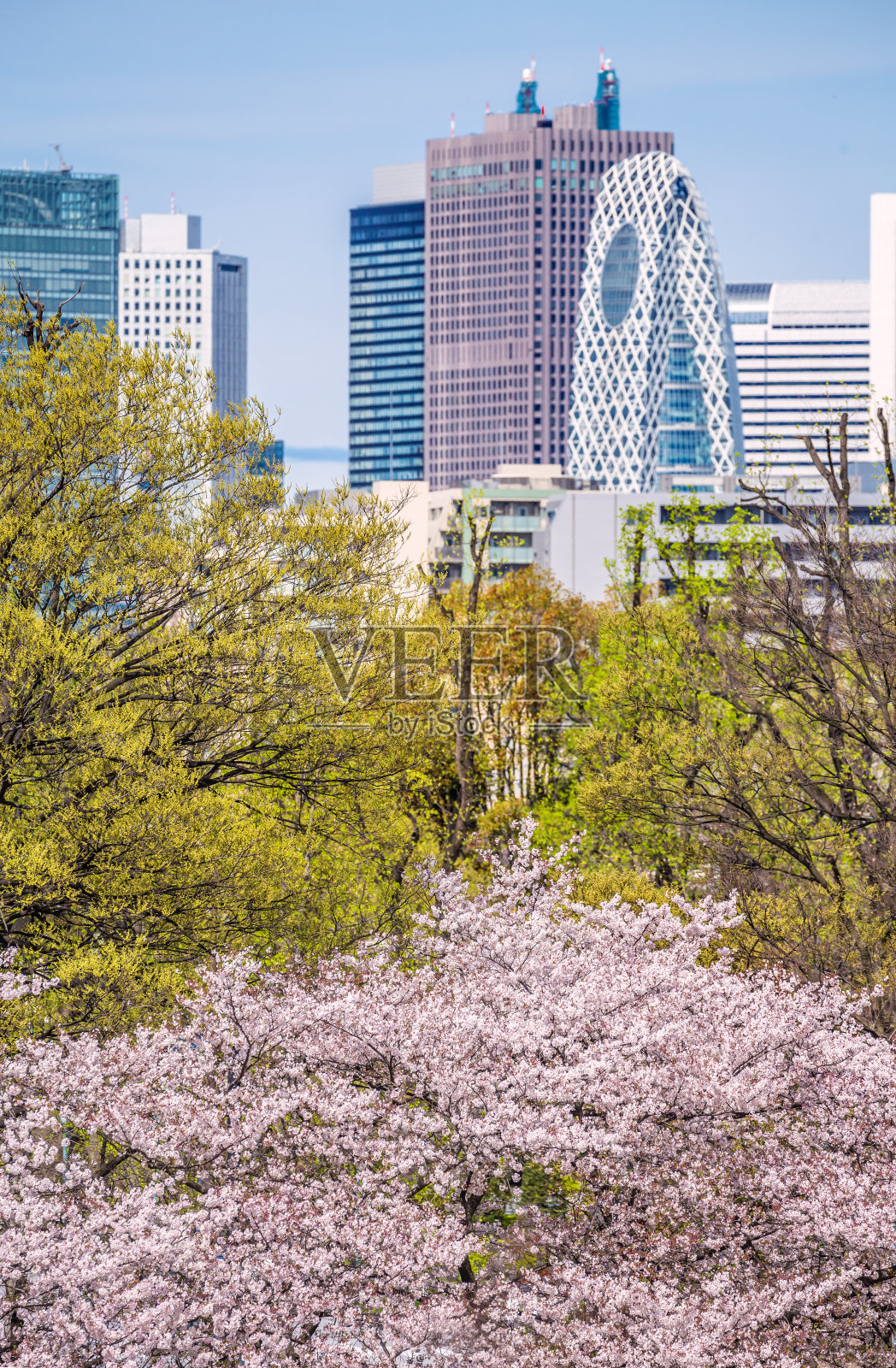 城市的樱桃树照片摄影图片