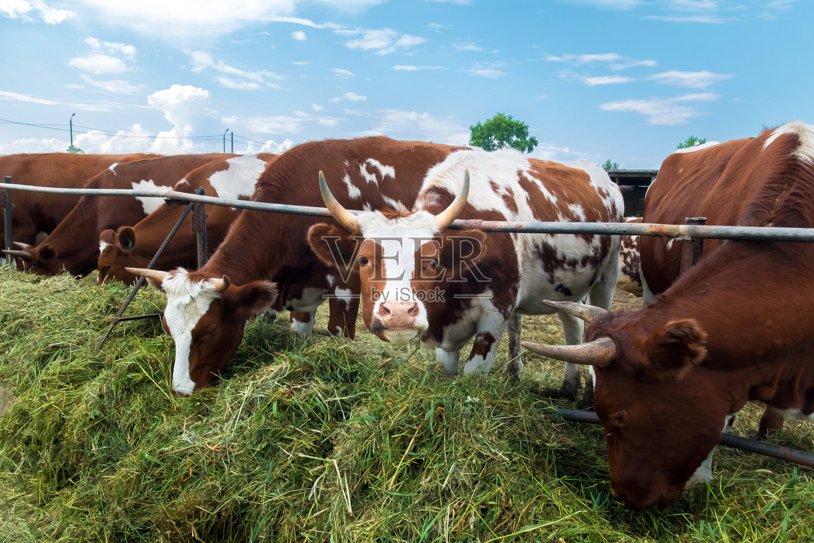 围场里的牛:牧牛乡的田园画照片摄影图片