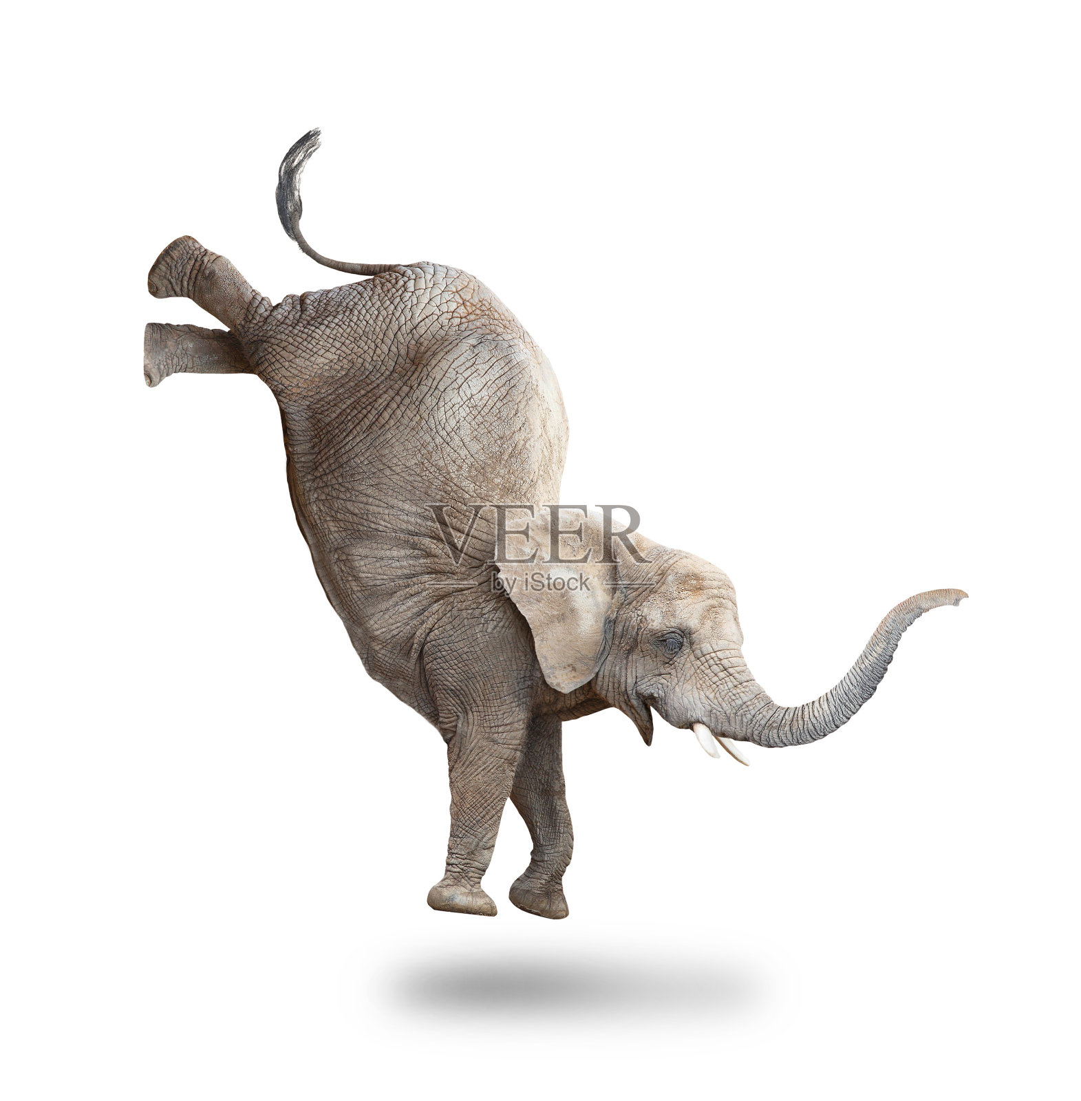非洲象- Loxodonta非洲雌性跑和跳。动物孤立在白色背景上。照片摄影图片