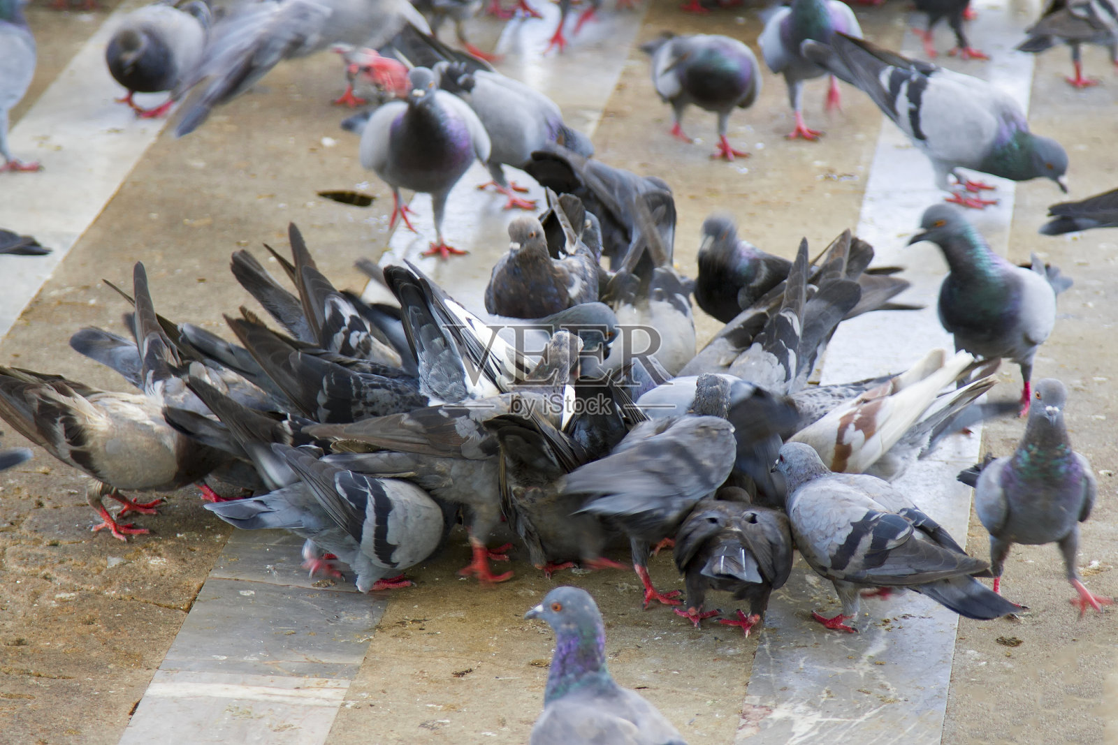 鸽子吃很多食物。照片摄影图片