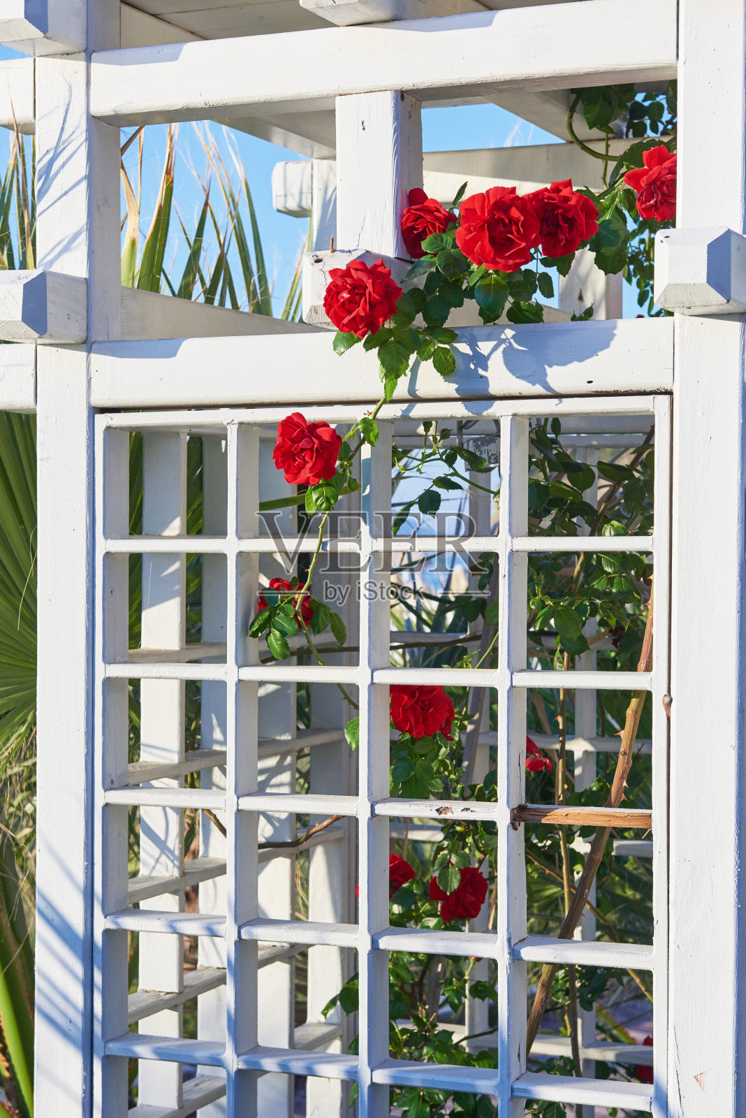 花园里的红玫瑰丛在夏天会出现照片摄影图片