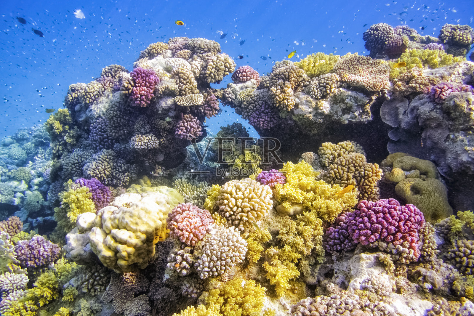 红海上的彩色珊瑚礁-马萨阿拉姆/埃及照片摄影图片