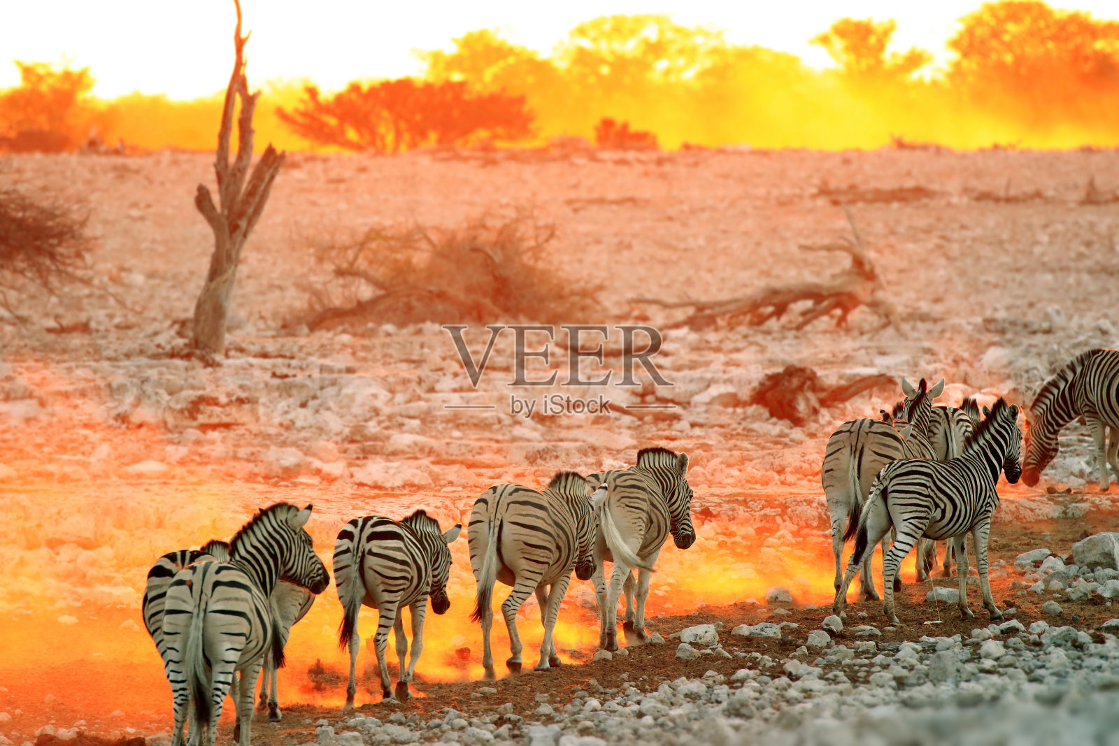斑马波切尔非洲狩猎动物野生动物自然荒野草原条纹照片摄影图片