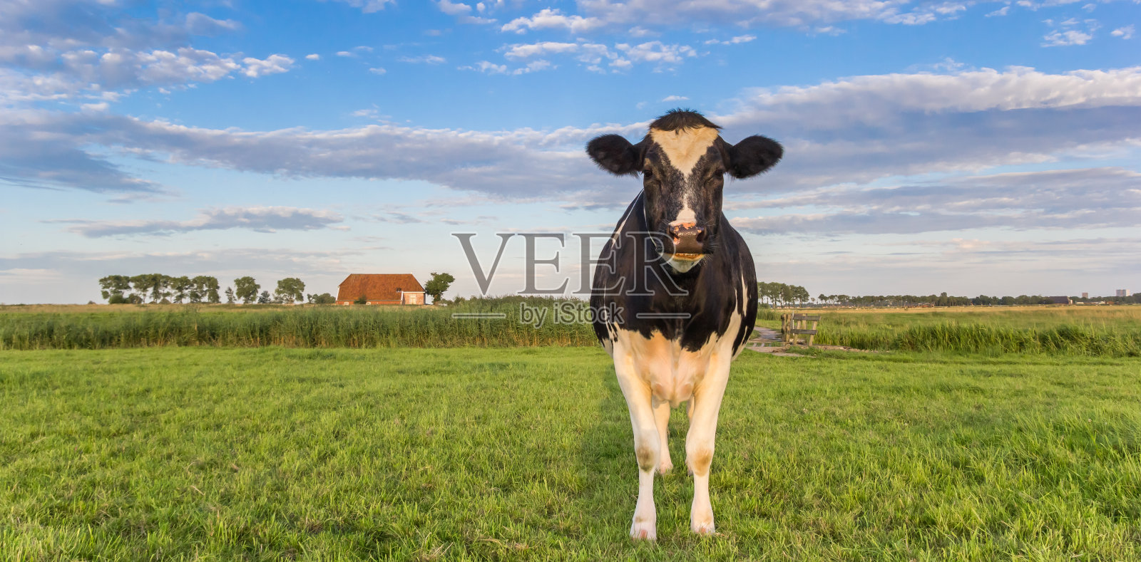 荷兰奶牛和农场的全景图照片摄影图片