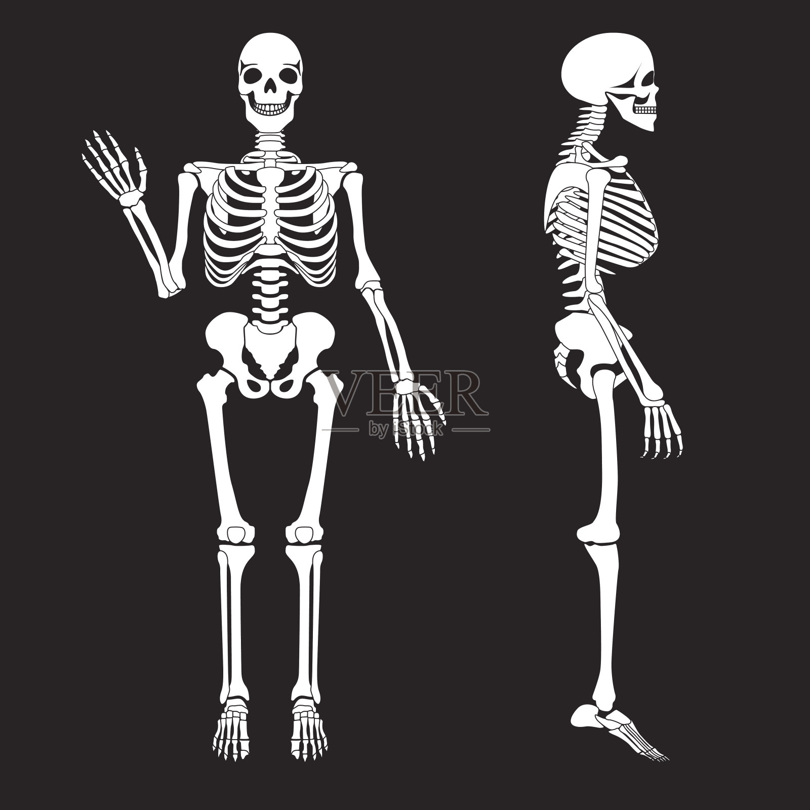 人体骨骼轮廓矢量骨架。人体解剖学插画图片素材
