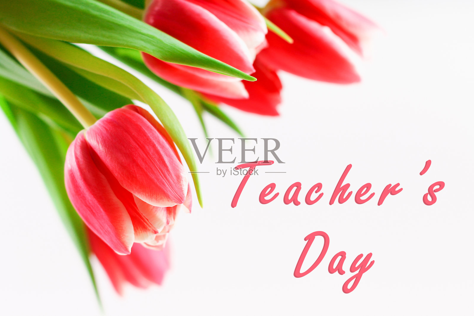 祝教师节有郁金香花，在特殊的教育日子里给老师留言，郁金香花束。照片摄影图片
