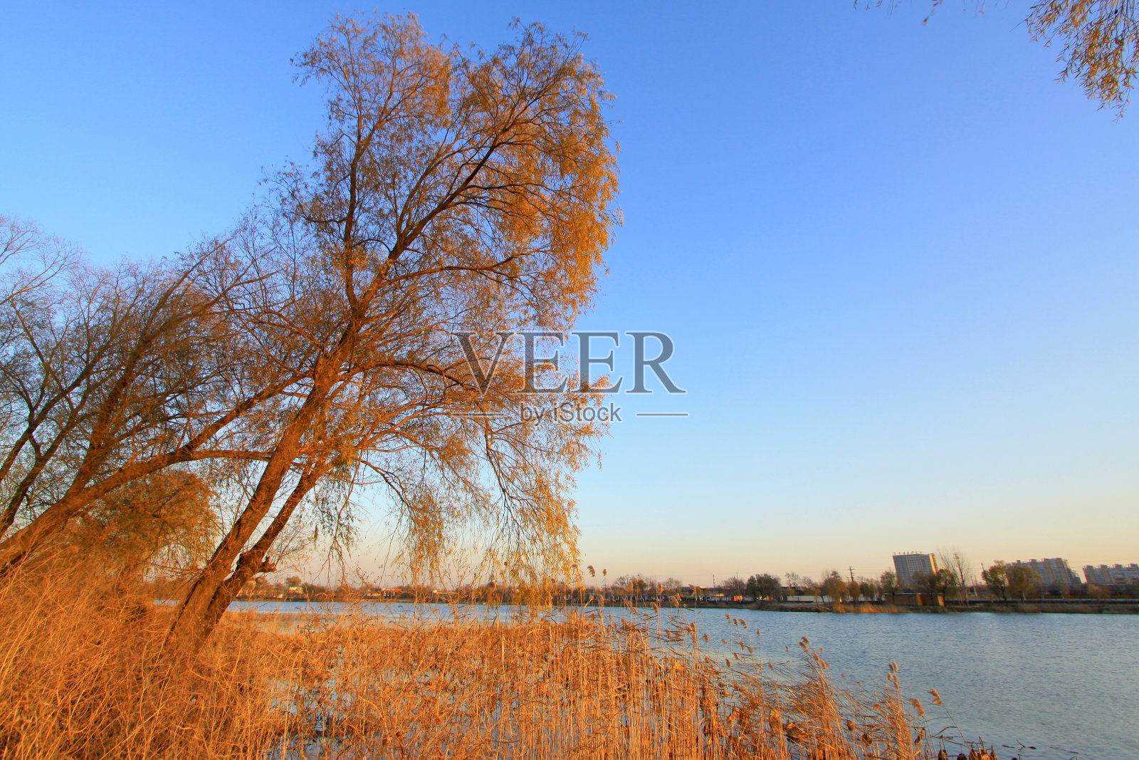 蓝天下枯树，河边照片摄影图片