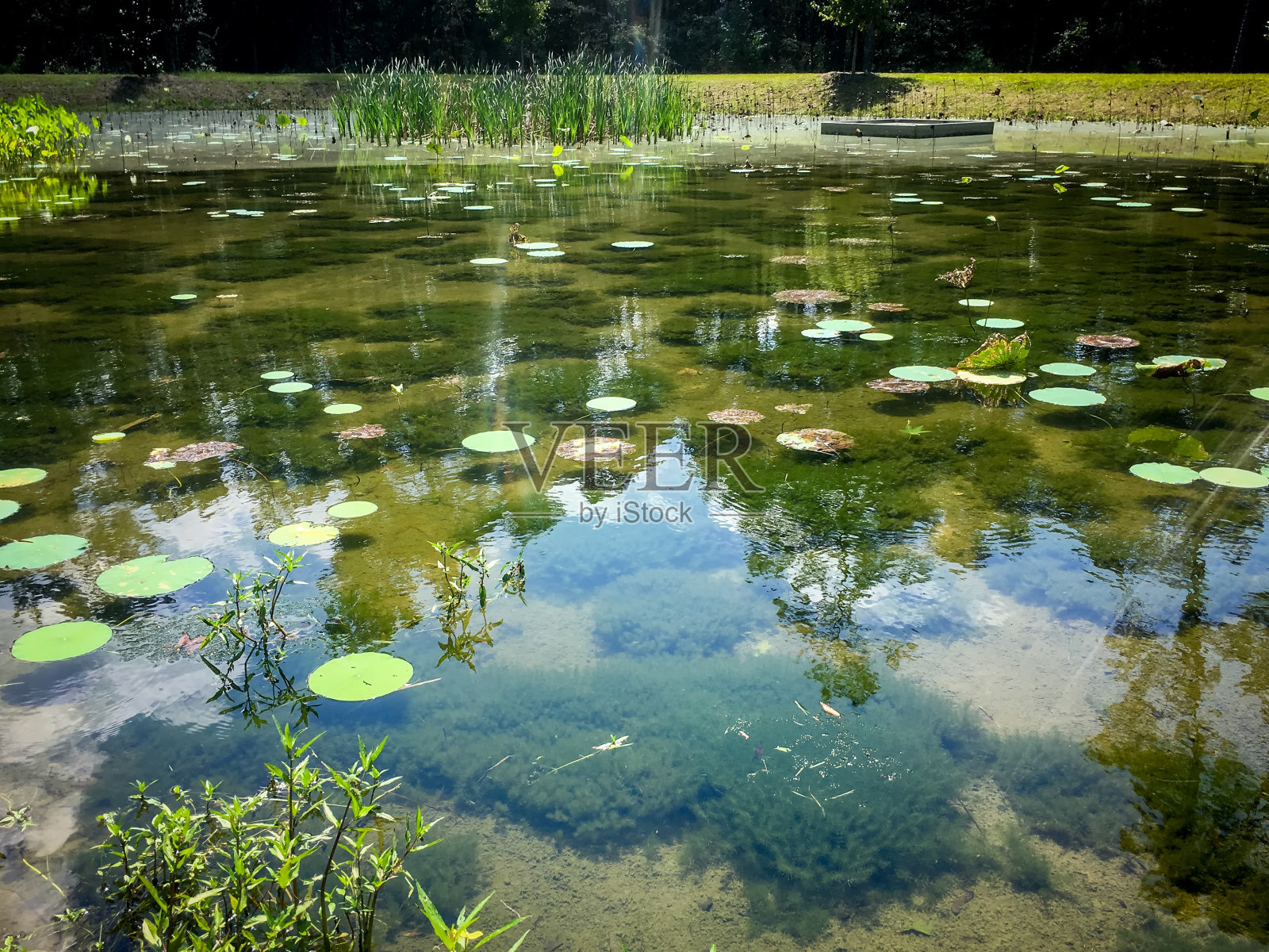 绿色的荷叶池塘照片摄影图片