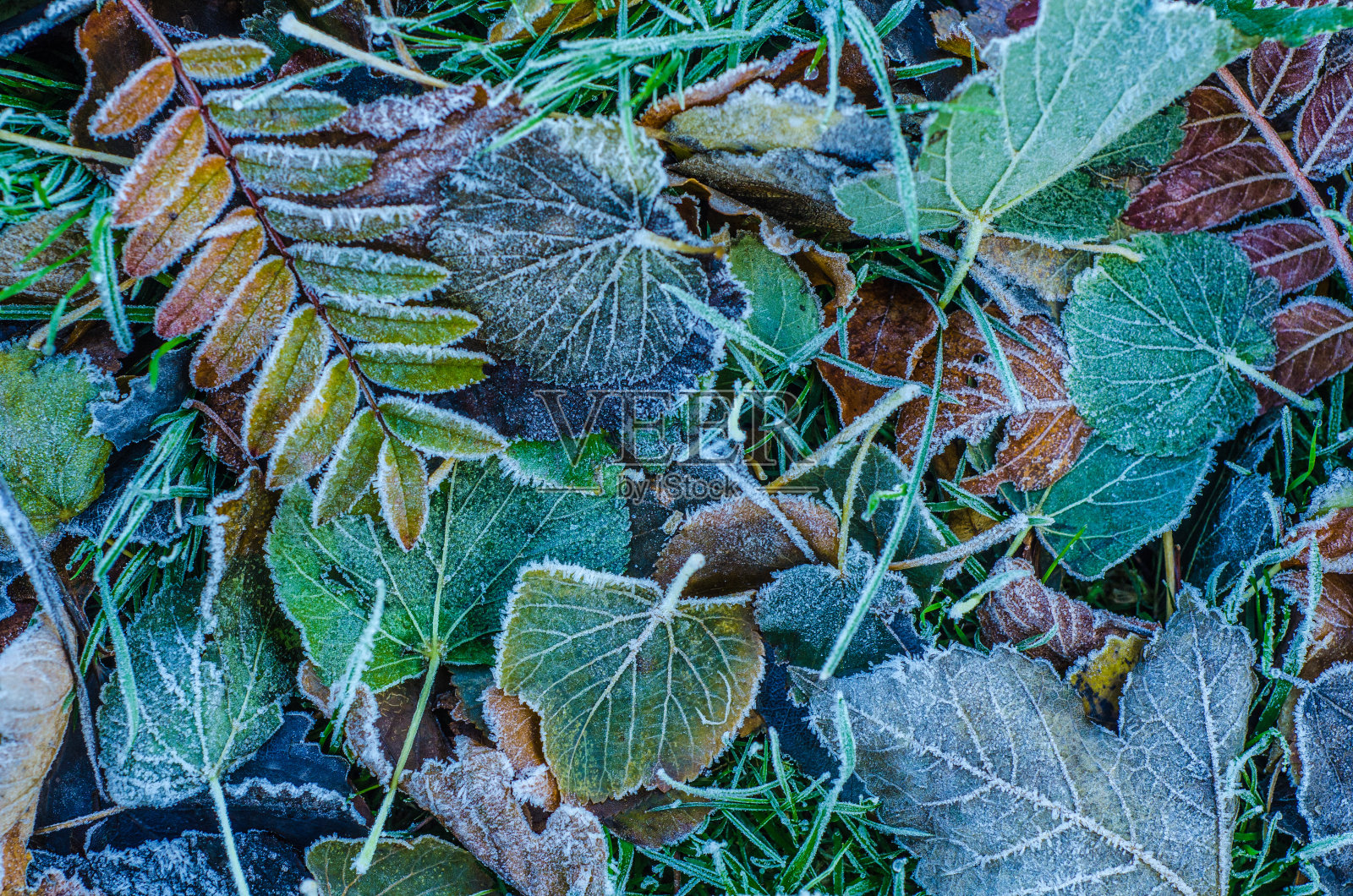 严寒的冬天叶子照片摄影图片