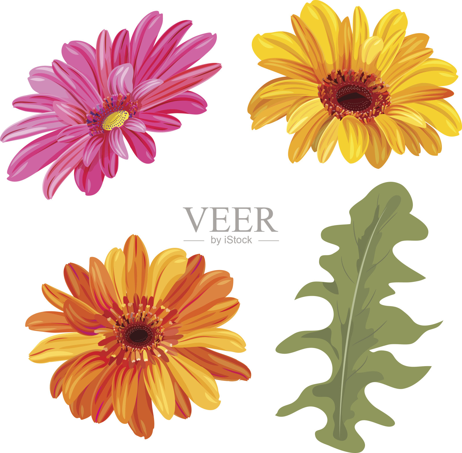一套非洲菊:橙色，红色，黄色的花和绿色的叶子在白色的背景，数字绘制，植物插图在水彩风格的设计，矢量插画图片素材