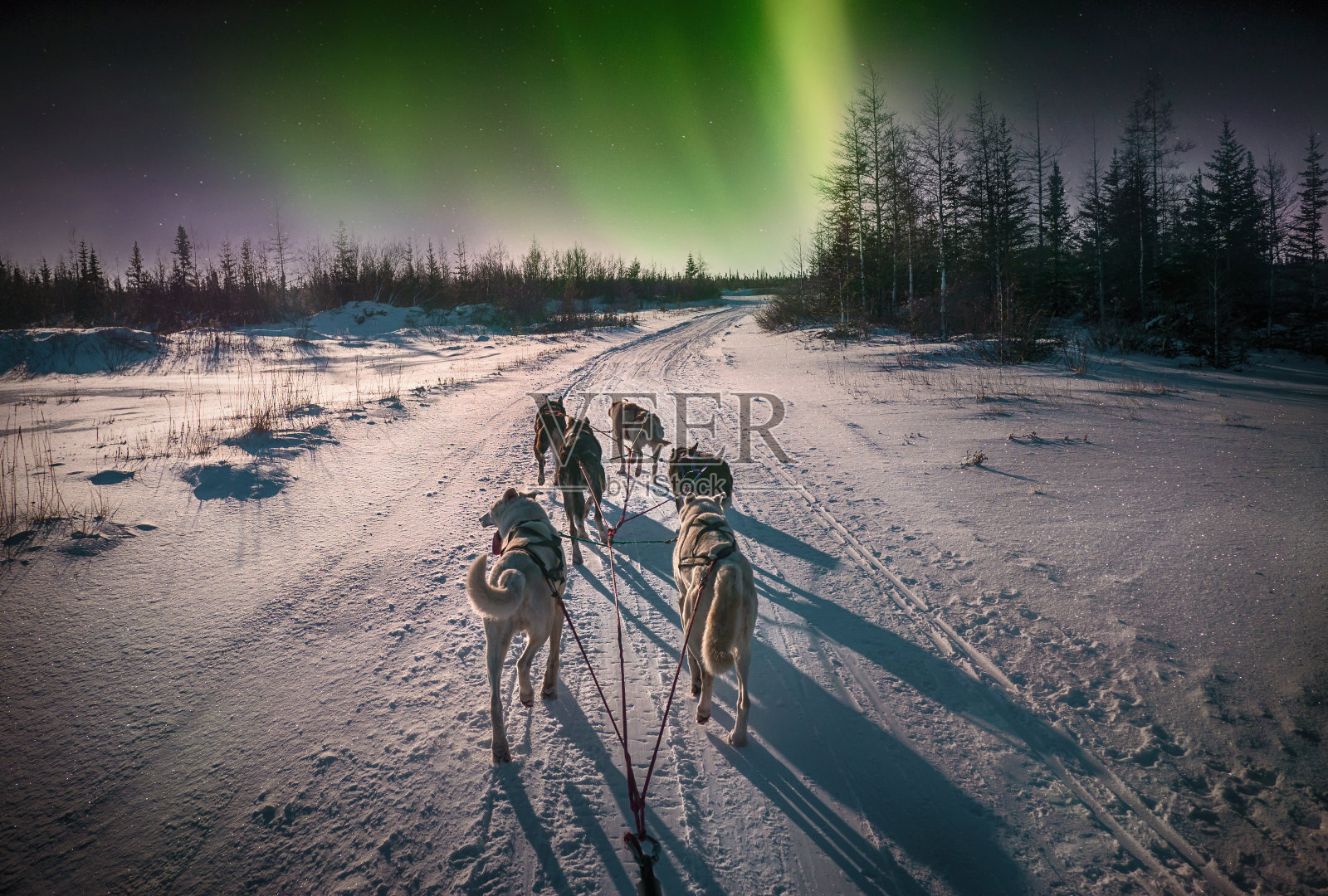 从雪橇司机的角度看，6只雪橇狗在雪地上奔跑。天空中的北极光。加拿大北部。照片摄影图片
