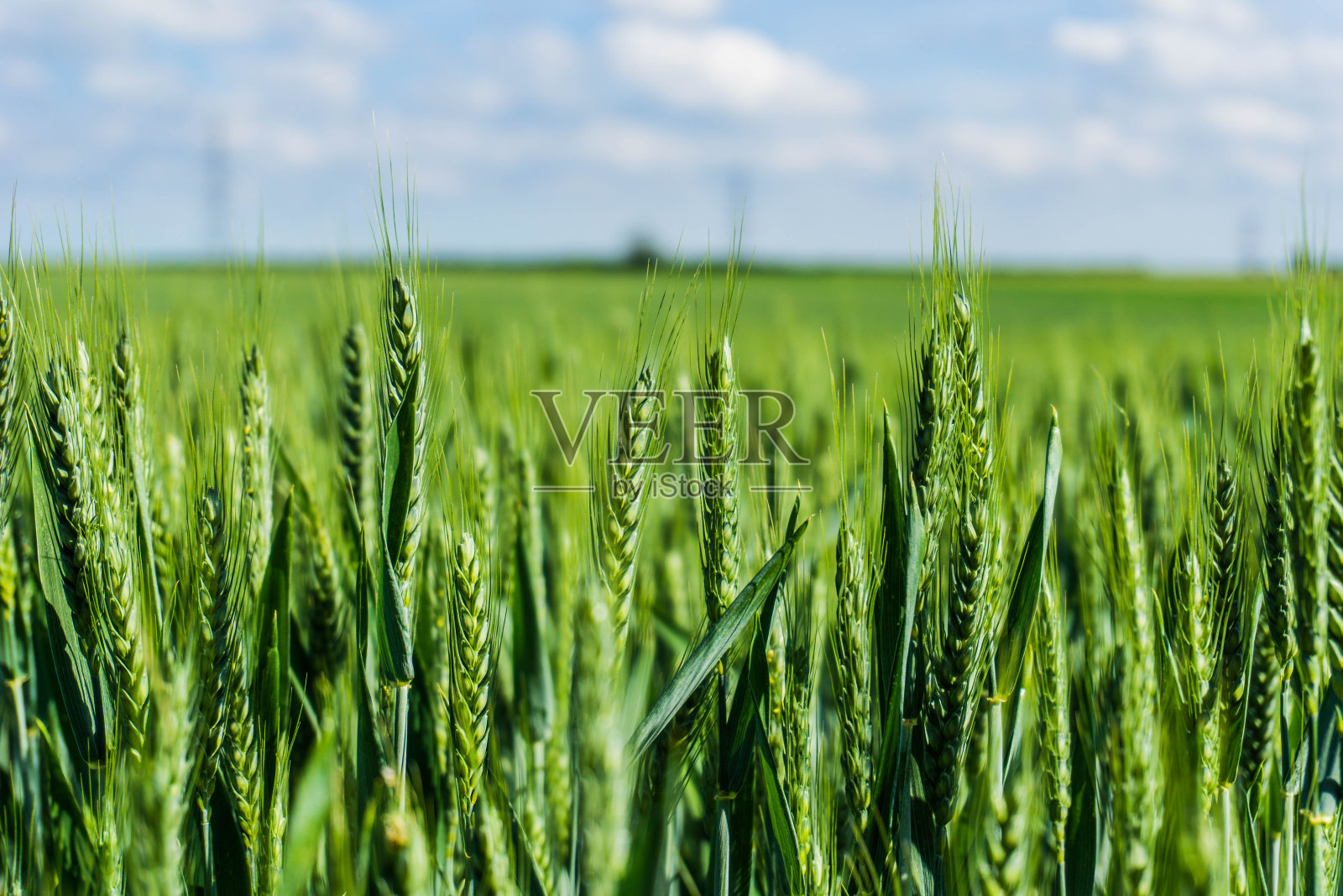 绿色小麦在田间生长的特写- Swaffham Prior，剑桥郡，英国(2017年5月27日)照片摄影图片
