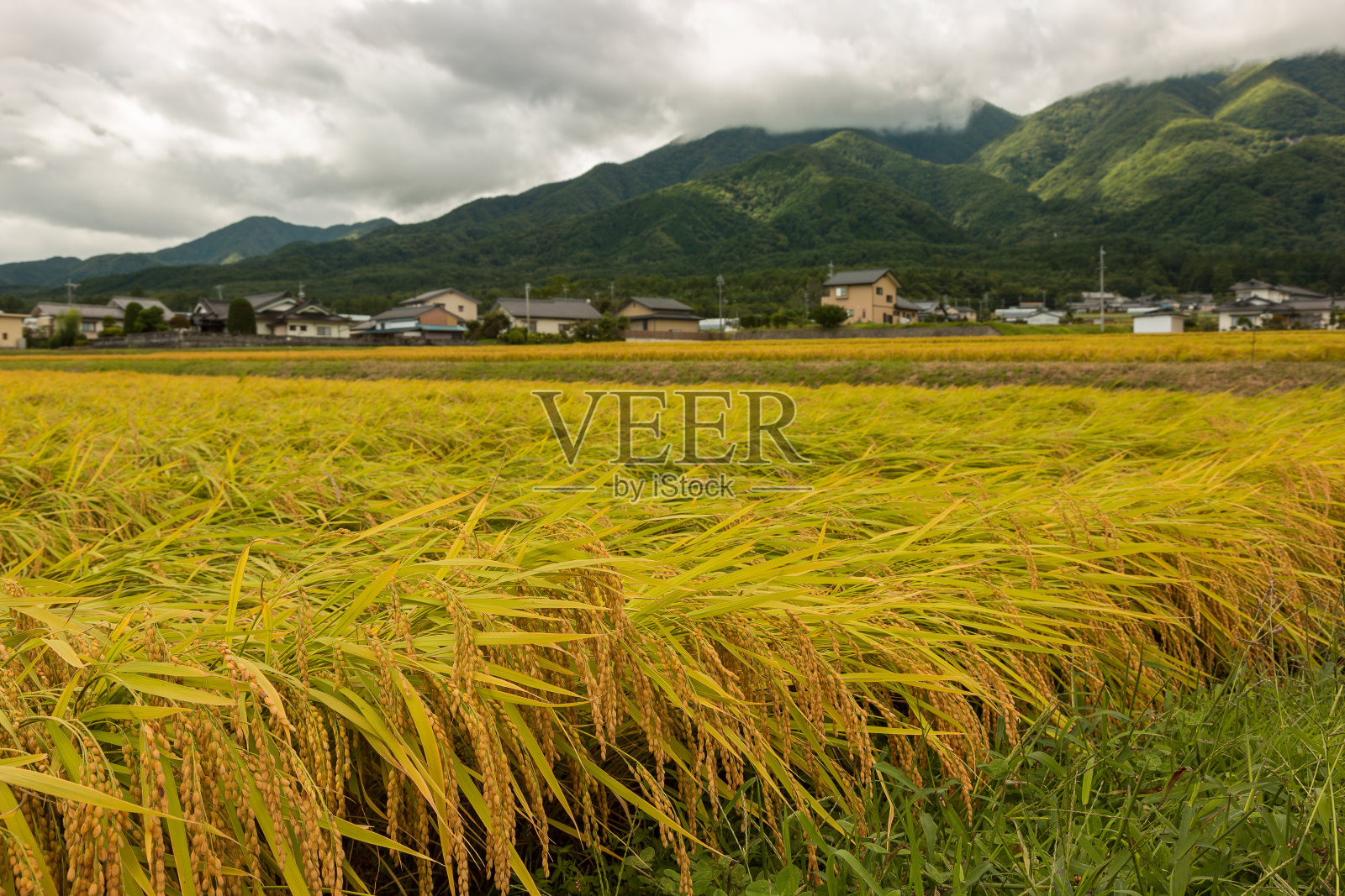 日本长野县稻田受台风影响。照片摄影图片