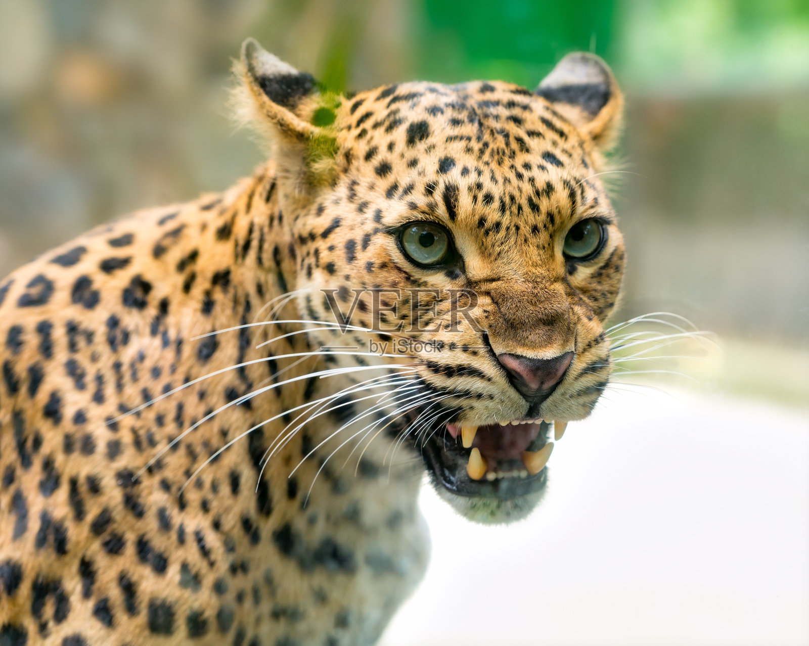 豹纹肖像愤怒的自然世界照片摄影图片