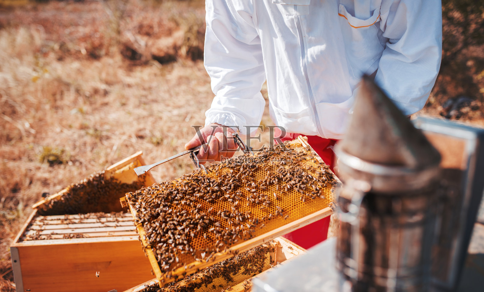 养蜂人在养蜂场工作照片摄影图片