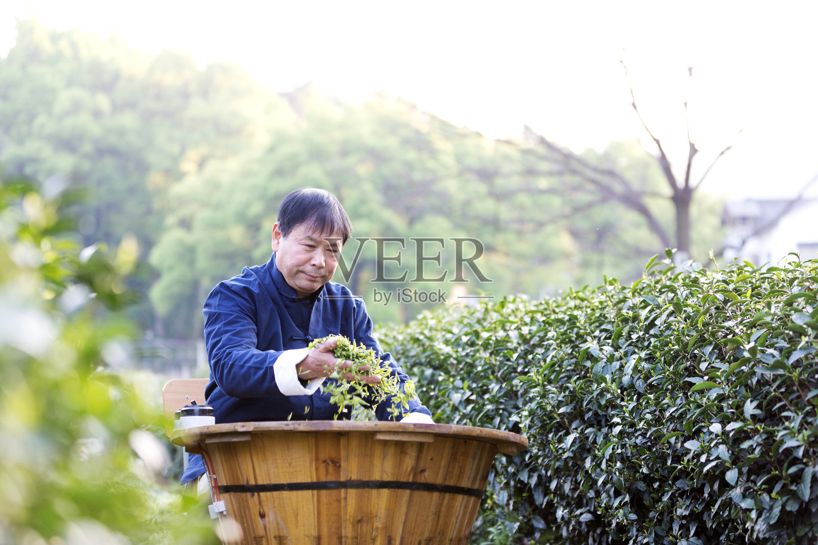 一位亚洲老人在茶园里制作绿茶照片摄影图片