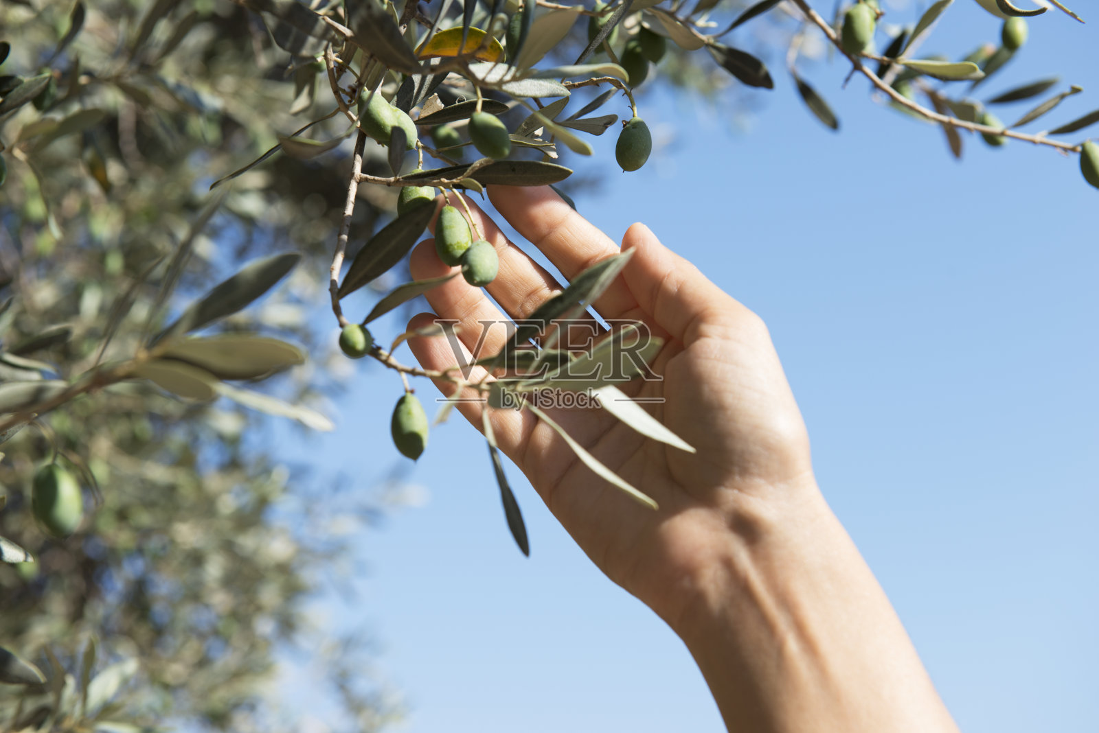 橄榄树与手照片摄影图片