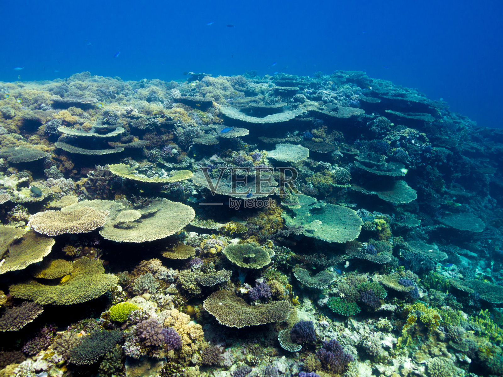 健康珊瑚礁，红海照片摄影图片
