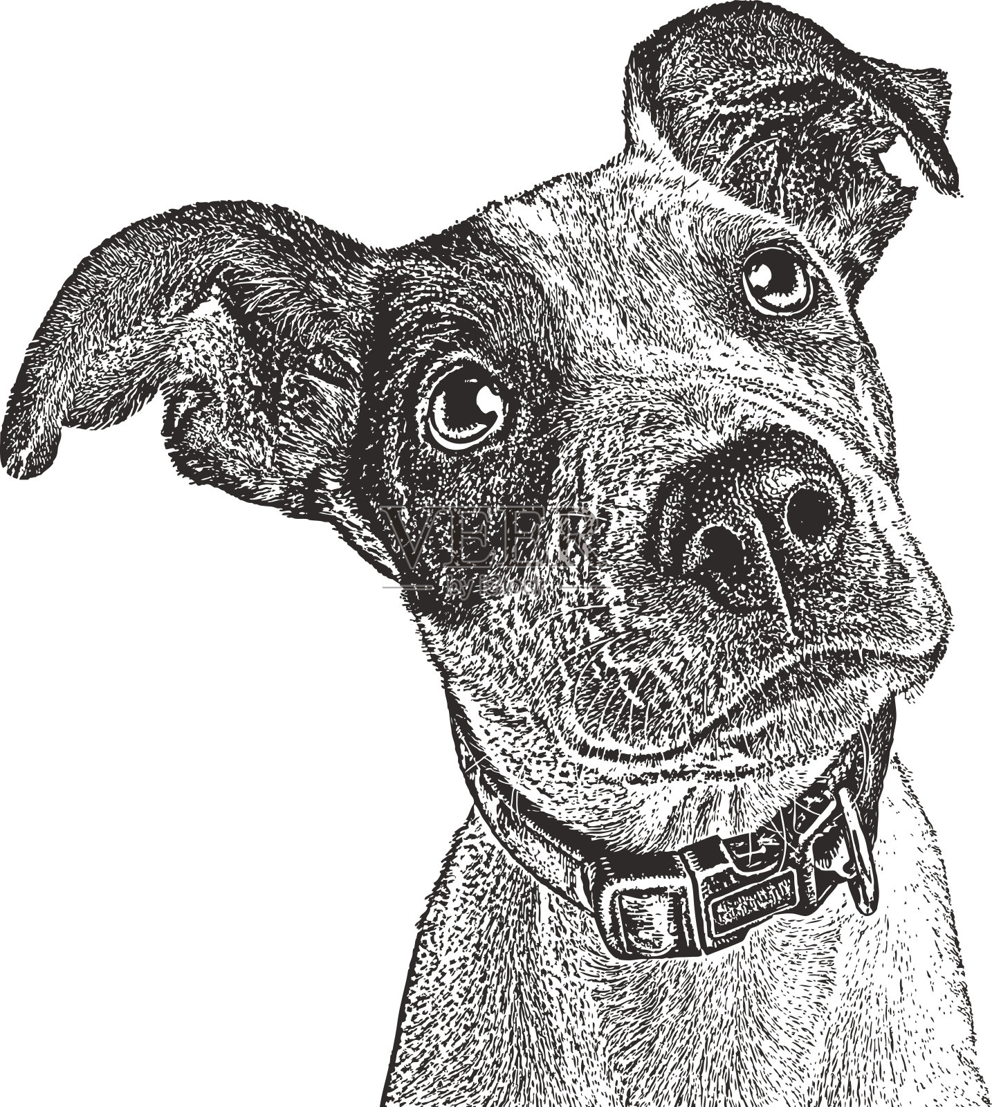 哈维飓风后从休斯顿救出的猎犬犬。设计元素图片