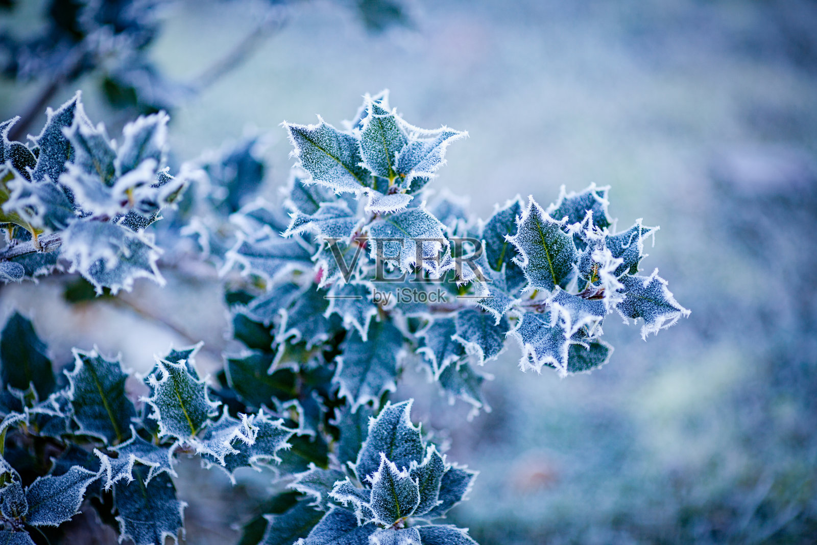 覆盖霜冻的冬青照片摄影图片