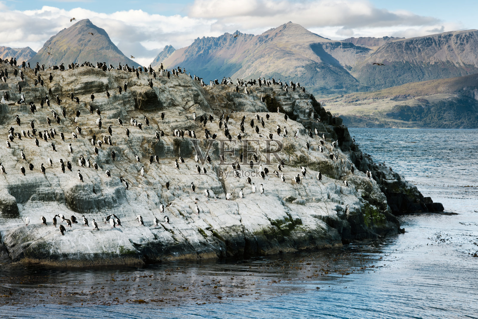 阿根廷火地岛比格尔海峡上的国王鸬鹚的殖民地照片摄影图片
