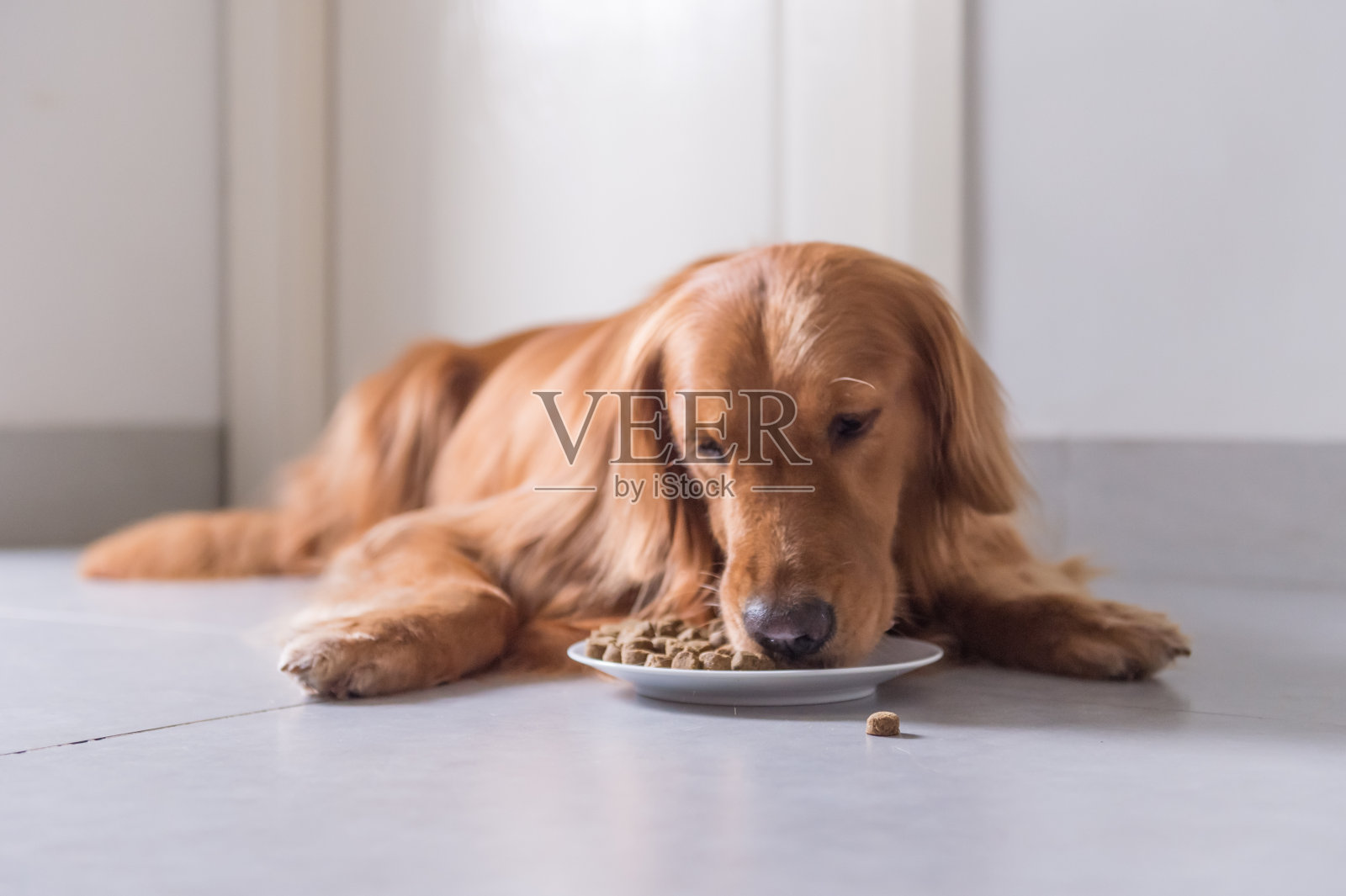 金毛猎犬，躺在地板上吃狗粮照片摄影图片