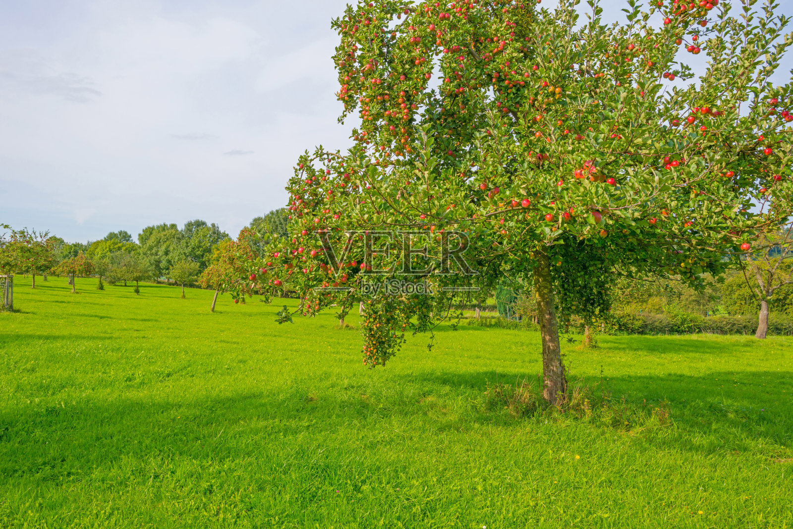 秋天阳光明媚的果园里的果树照片摄影图片