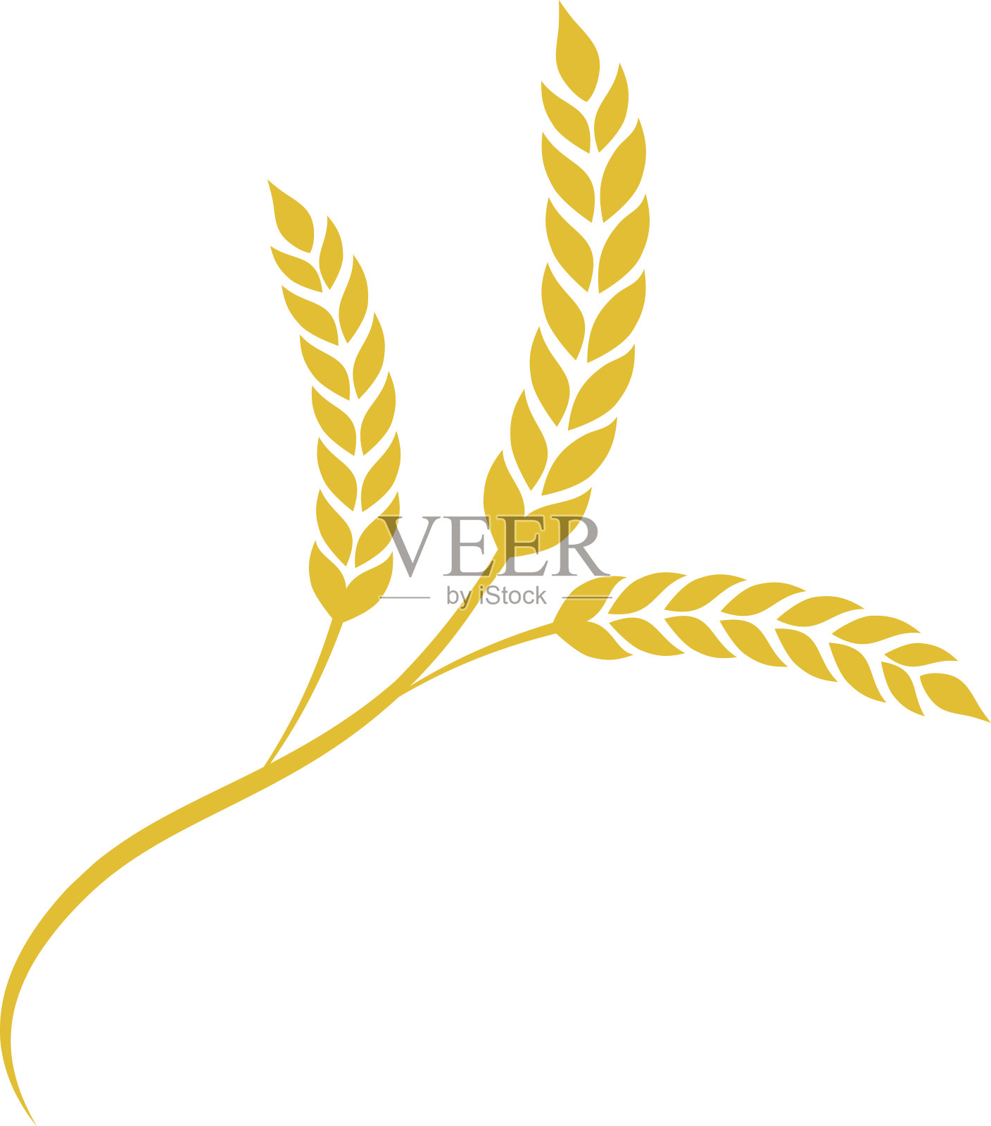 小麦穗在扁平风格。农业小麦设计元素图片
