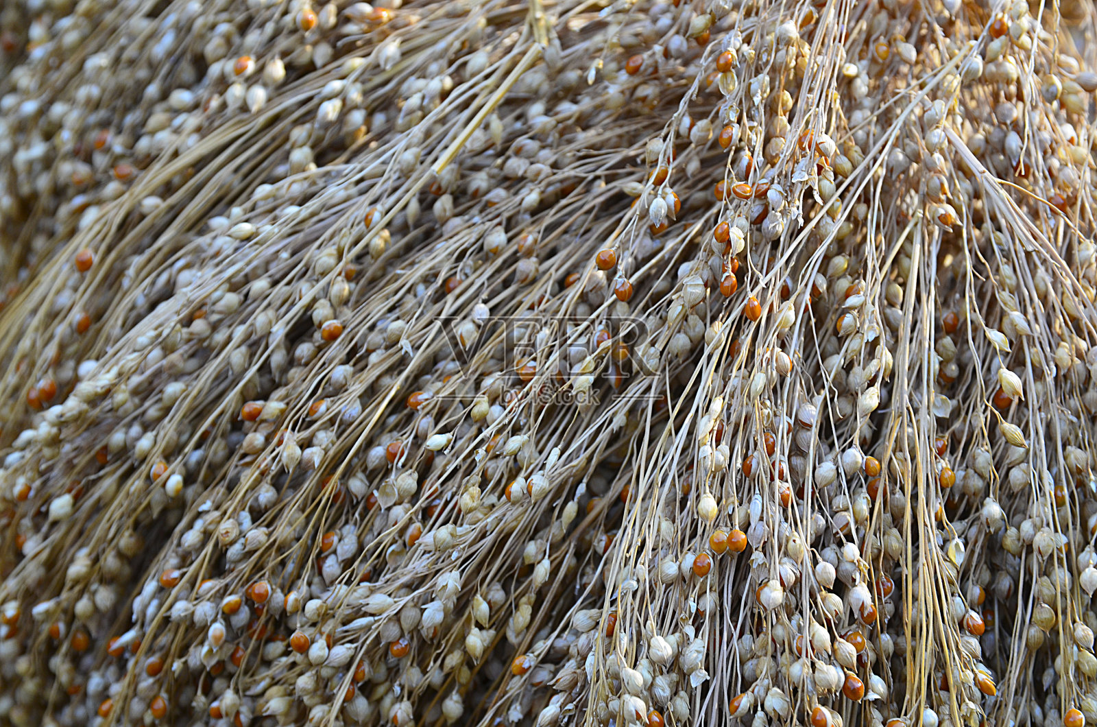 成熟的小米，扫帚穗在田间近观。高粱。秋收概念。照片摄影图片