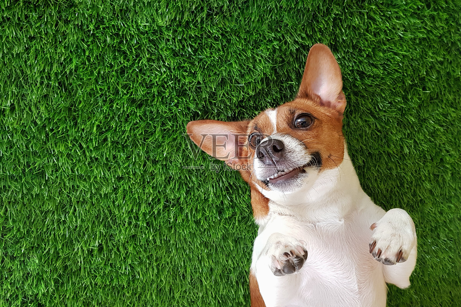 一只疯狂的微笑狗躺在绿草地上。照片摄影图片