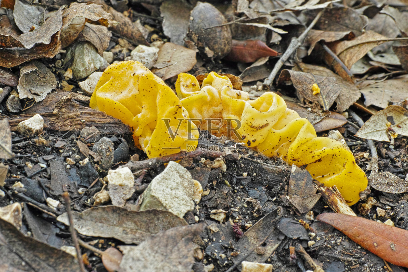 黄色蘑菇大脑照片摄影图片