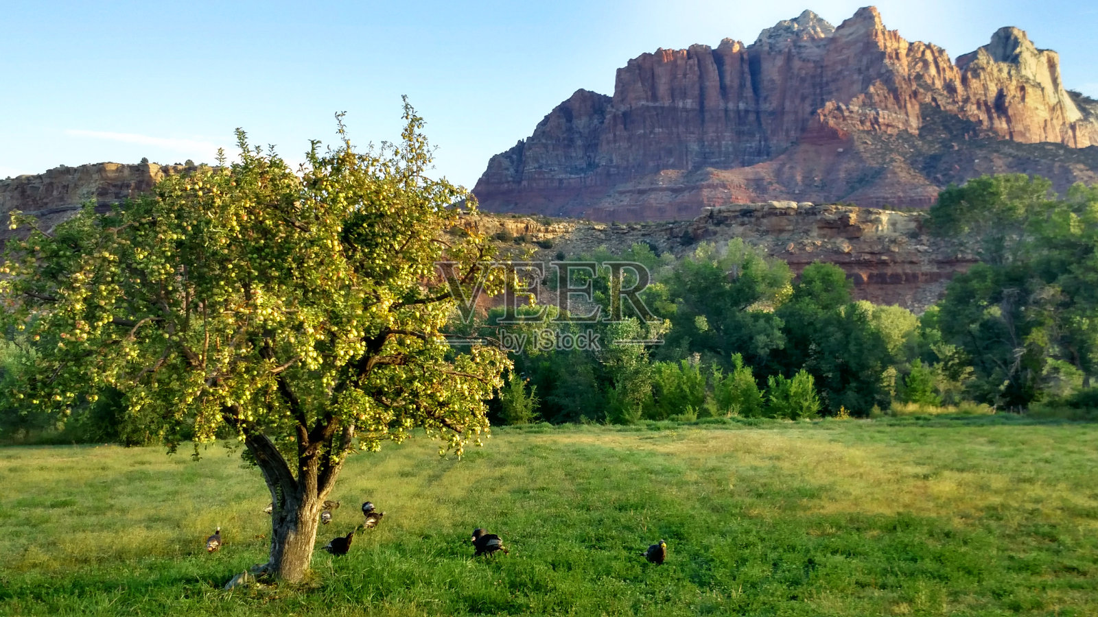 犹他州洛克维尔的野生火鸡正在吃果树下的苹果，还有牧场上的虫子照片摄影图片