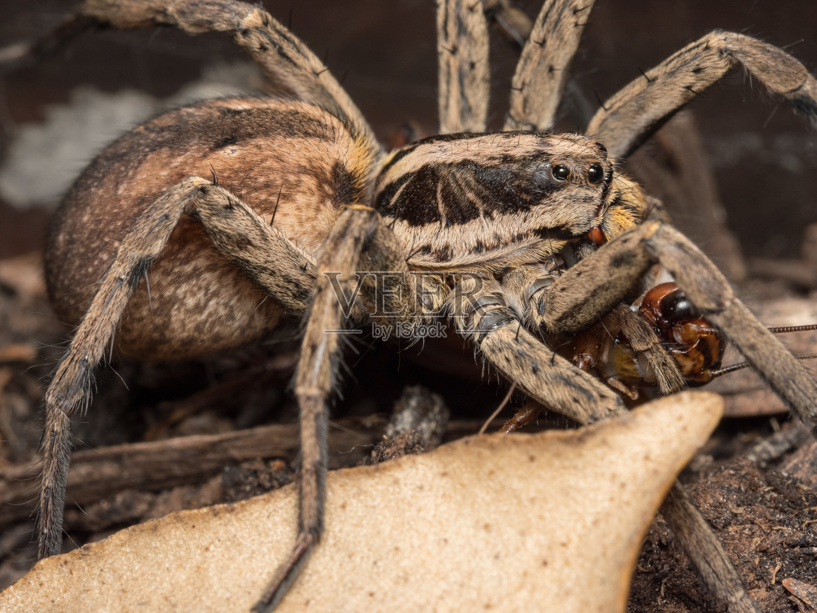蜘蛛吃蟋蟀照片摄影图片