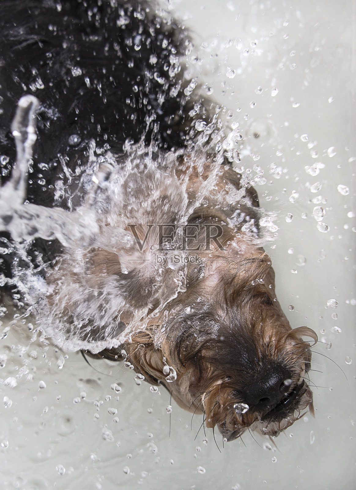 约克郡犬正在洗澡照片摄影图片