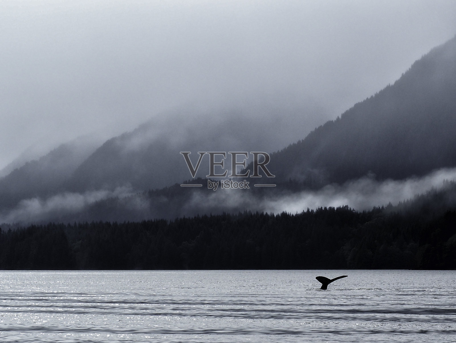 座头鲸的尾巴和云雾山照片摄影图片