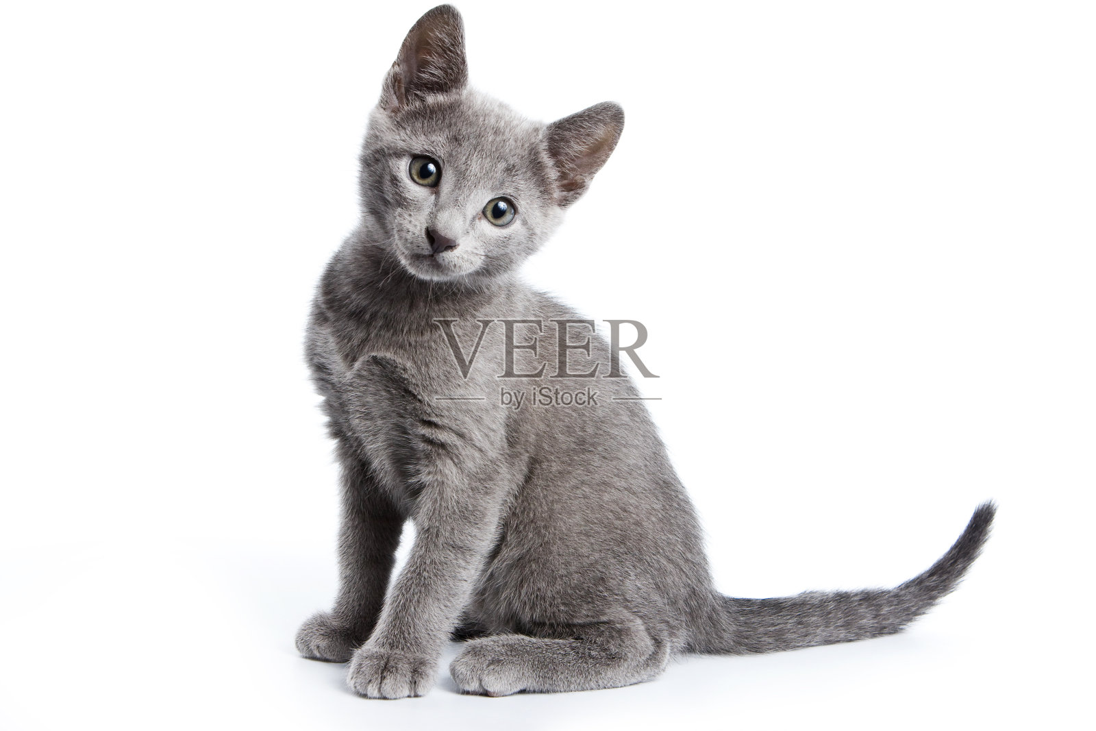 俄罗斯蓝猫毛茸茸的灰色小猫(孤立在白色上)照片摄影图片