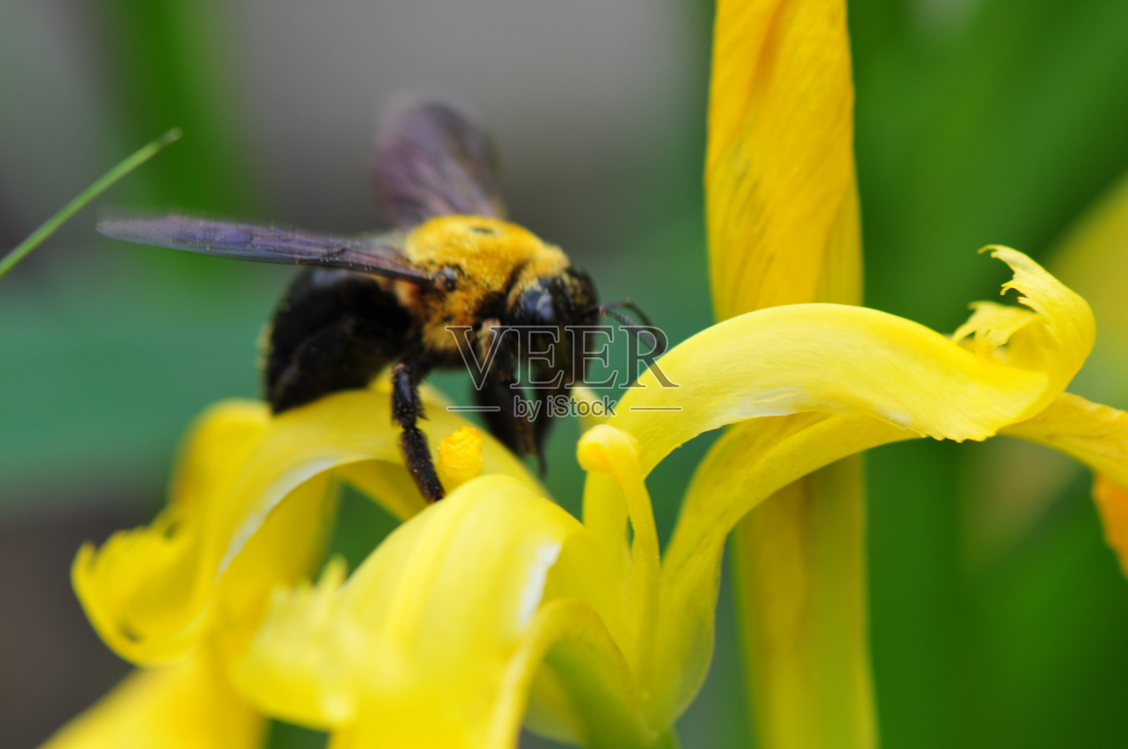 蜜蜂忙于采蜜照片摄影图片