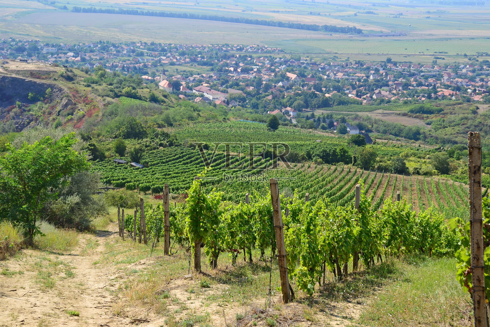 匈牙利塔卡尔村附近山坡上的葡萄园照片摄影图片