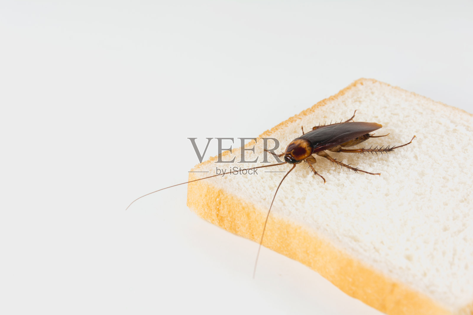 蟑螂在面包上孤立的白色背景。传染病是疾病，瘟疫的概念。照片摄影图片