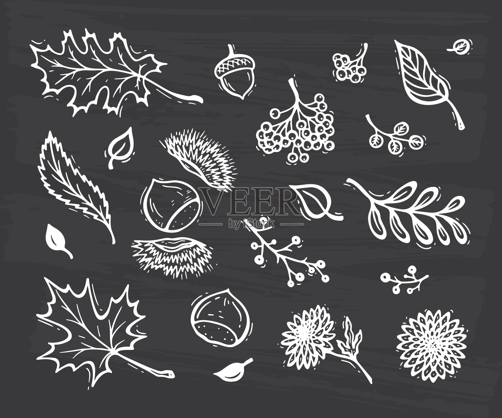 向量秋收符号。手绘涂鸦不同的树叶，栗子，花和浆果。感恩节贺卡模板快乐插画图片素材
