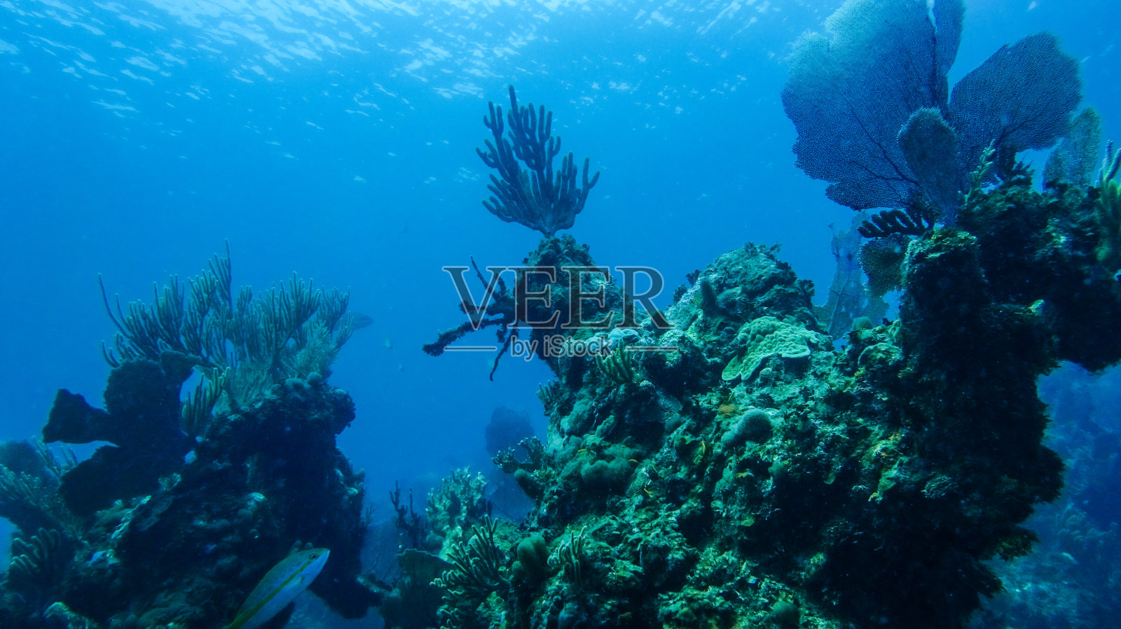 巴哈马群岛的水下珊瑚礁照片摄影图片