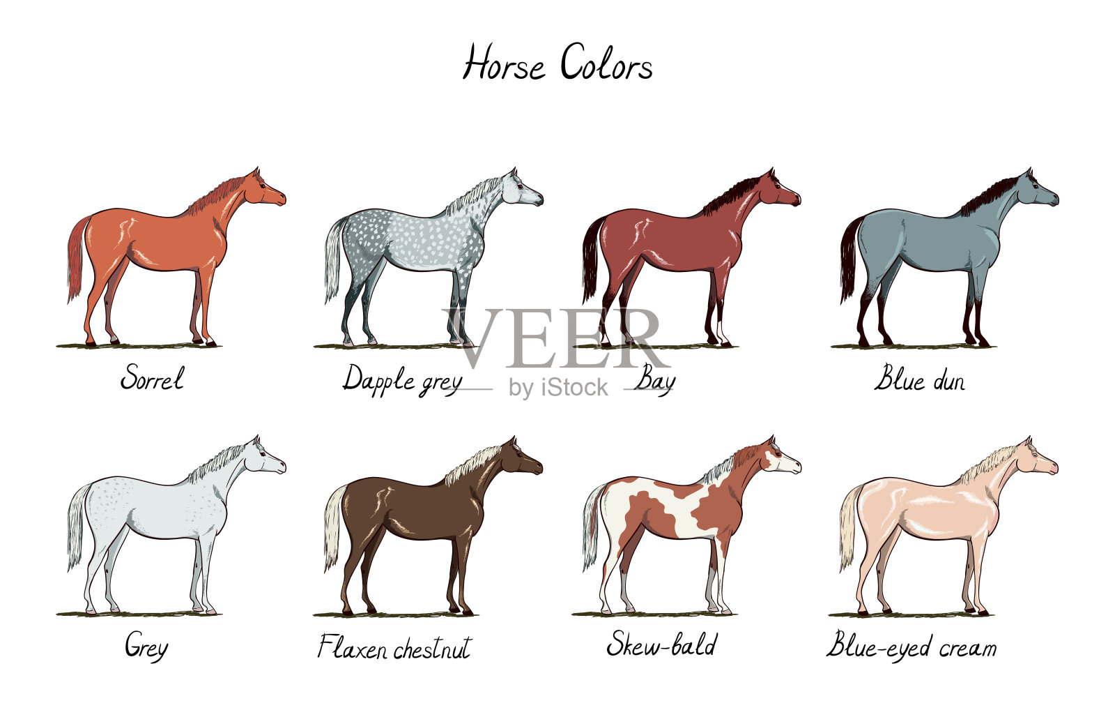 一套马的颜色图表。马皮毛颜色与文字。马术方案。插画图片素材