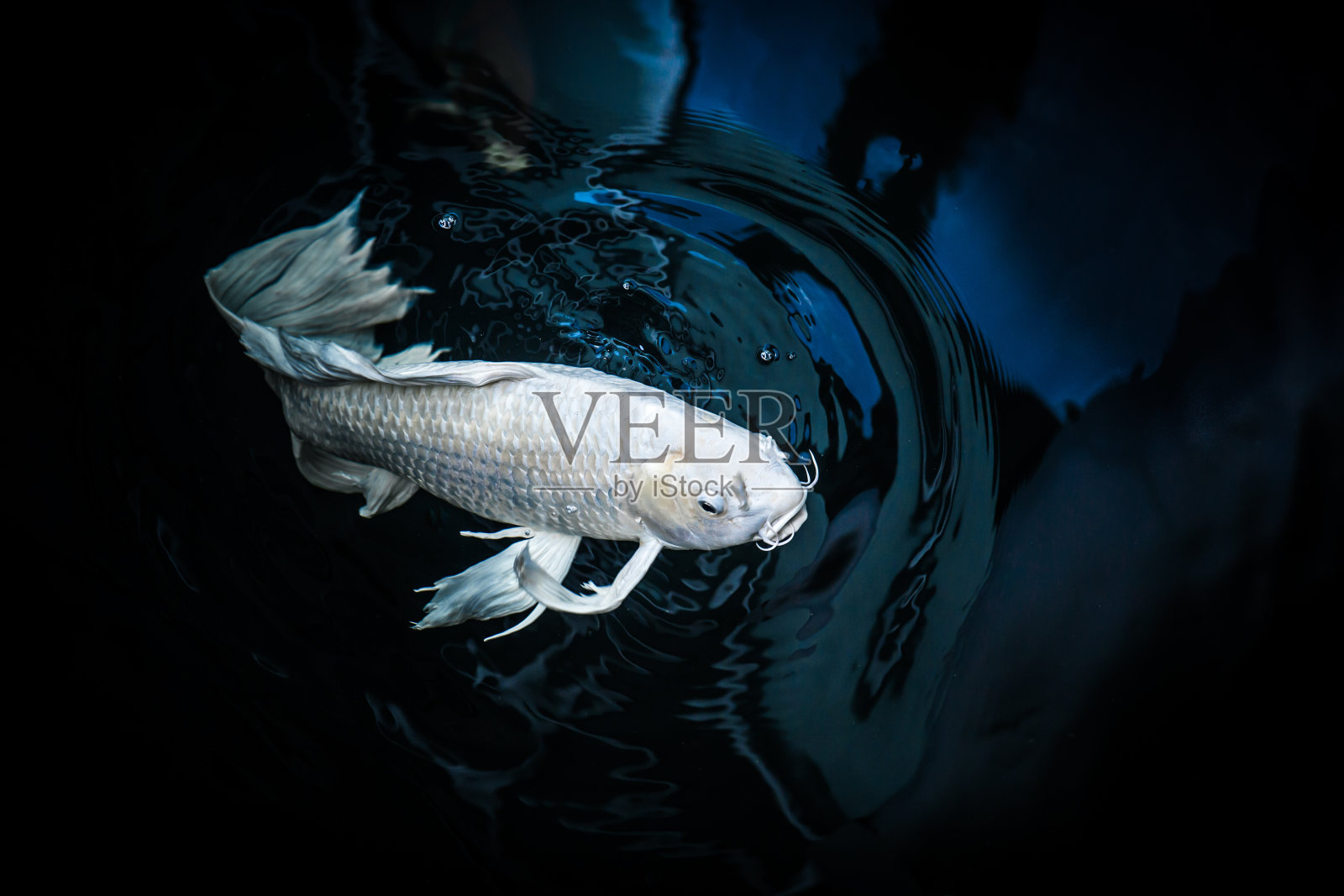 白色的垃圾鱼或蝴蝶锦鲤，在池塘的铂金色照片摄影图片
