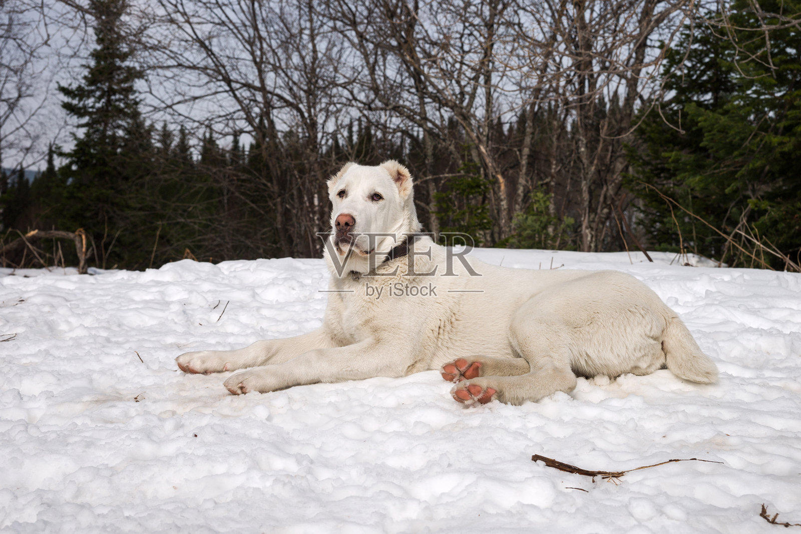 一只母狗在森林背景的雪地上休息。照片摄影图片