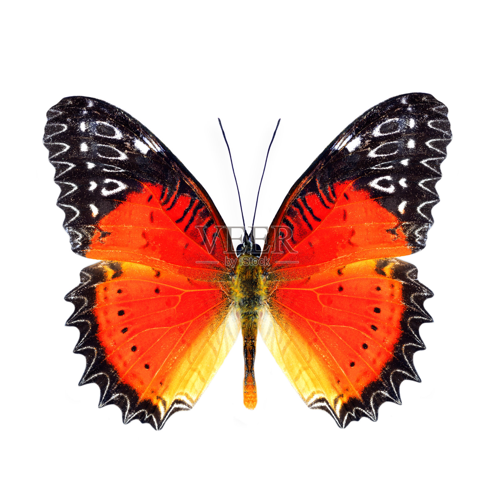 美丽的黄油，红色草蜻的翅膀在自然的颜色轮廓(Cethosia bibiis)与超级生动的橙色到红色和黑色框架的翅膀，使其真正的异国情调的性质照片摄影图片